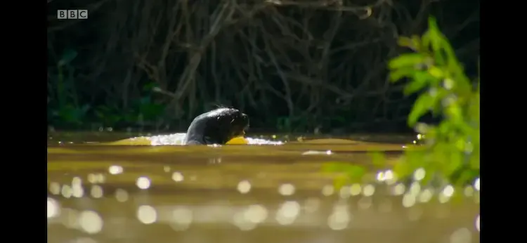 Giant otter (Pteronura brasiliensis) as shown in Planet Earth II - Jungles